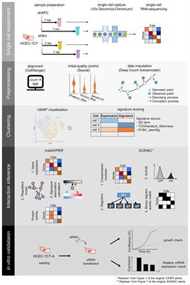 A Systems Biology Approach to Identifying a Master Regulator That Can Transform the Fast Growing Cellular State to a Slowly Growing One in Early Colorectal Cancer Development Model